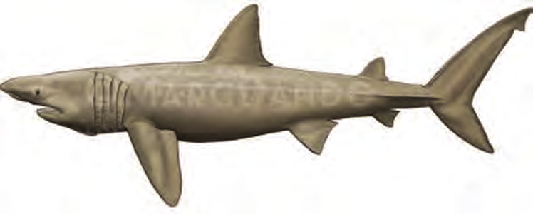 Illustration of the Basking Shark