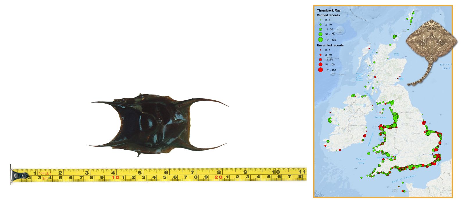 Thornback Ray Eggcase & Map