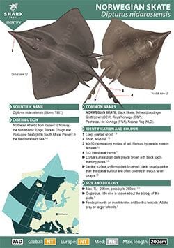 Norwegian Skate ID Guide (pdf)