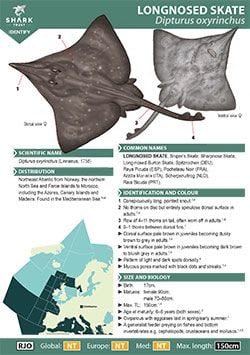 Longnosed Skate ID Guide (pdf)