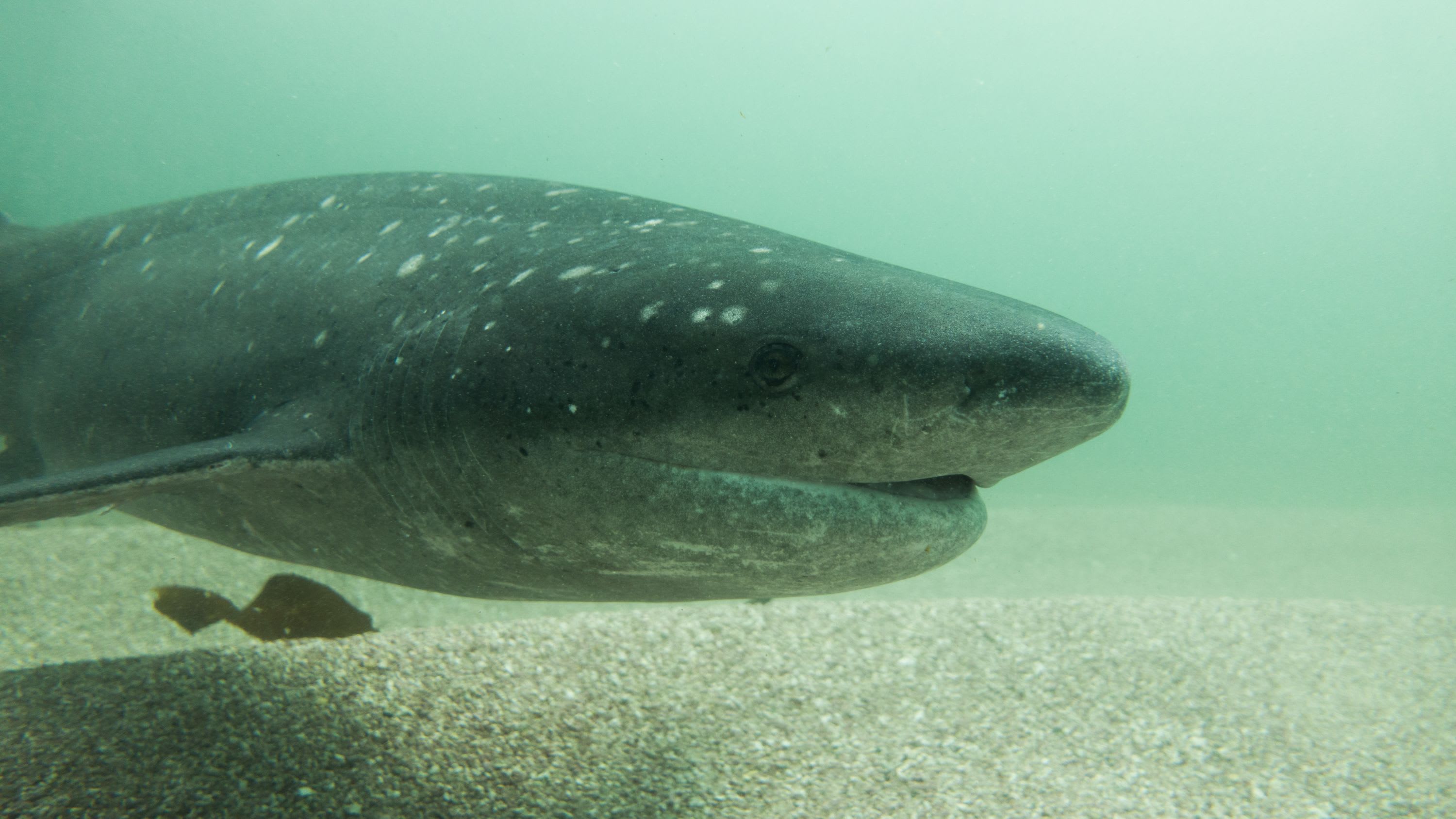 CREATURE FEATURE: BROADNOSE SEVENGILL SHARK