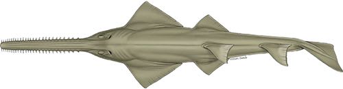 Green Sawfish Illustration © Marc Dando.