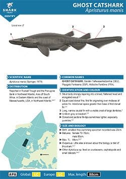 Ghost Catshark ID Guide (pdf)