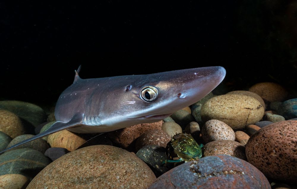 Shark Trust’s UK – EU Negotiation Outcomes Statement