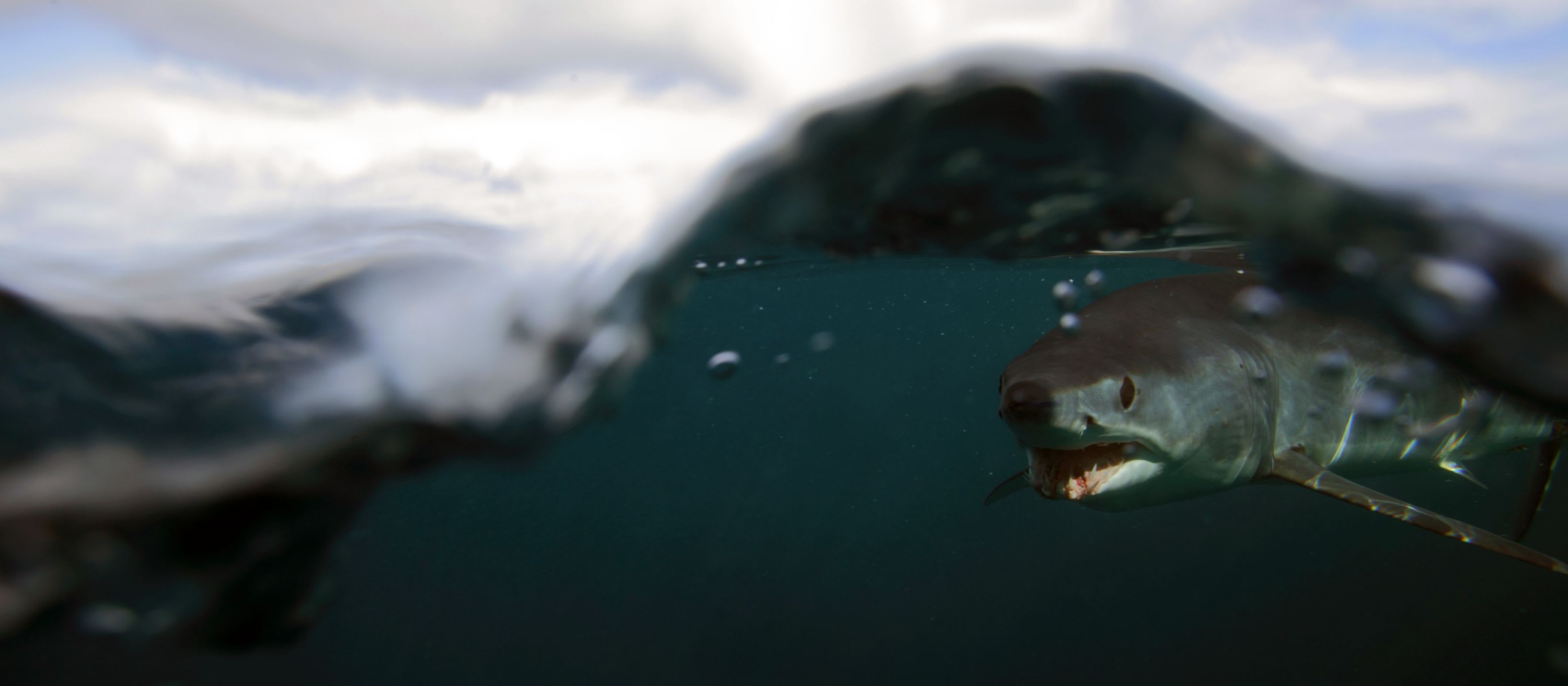 CREATURE FEATURE: Shortfin Mako