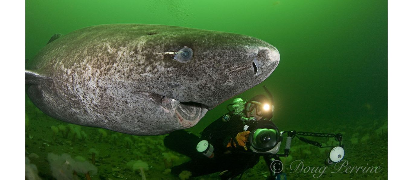 Arctic Shark Denied Protection