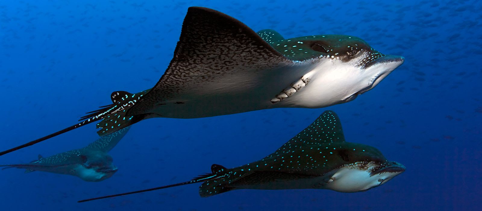 CREATURE FEATURE: Spotted Eagle Ray