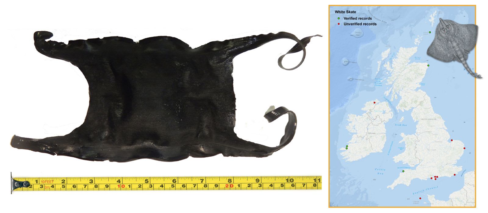 White Skate Eggcase & Map