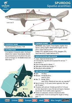 Spurdog ID Guide (pdf)