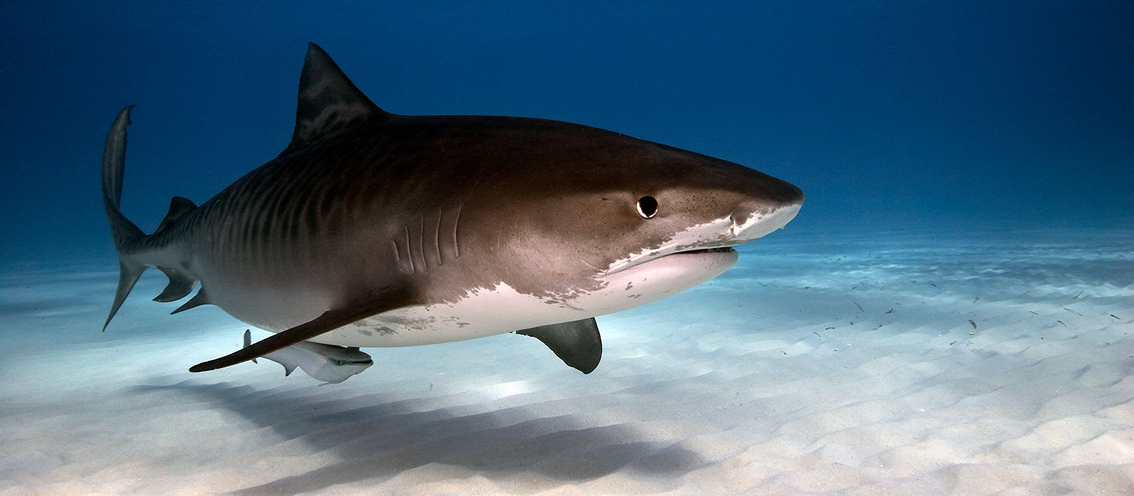 CREATURE FEATURE: Tiger Shark