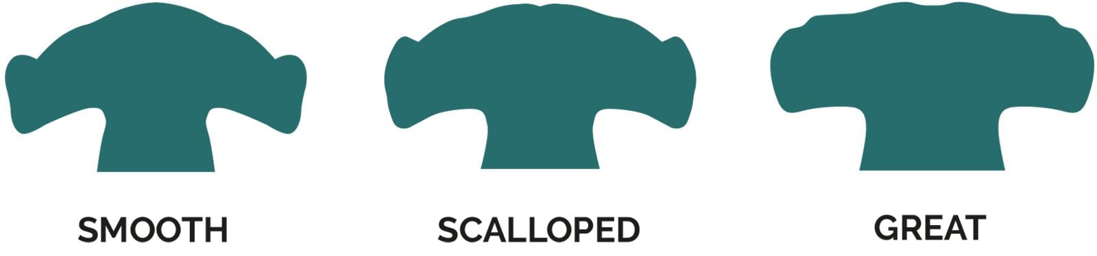 Image showing how to identify Hammerhead Sharks by the shape of their head.