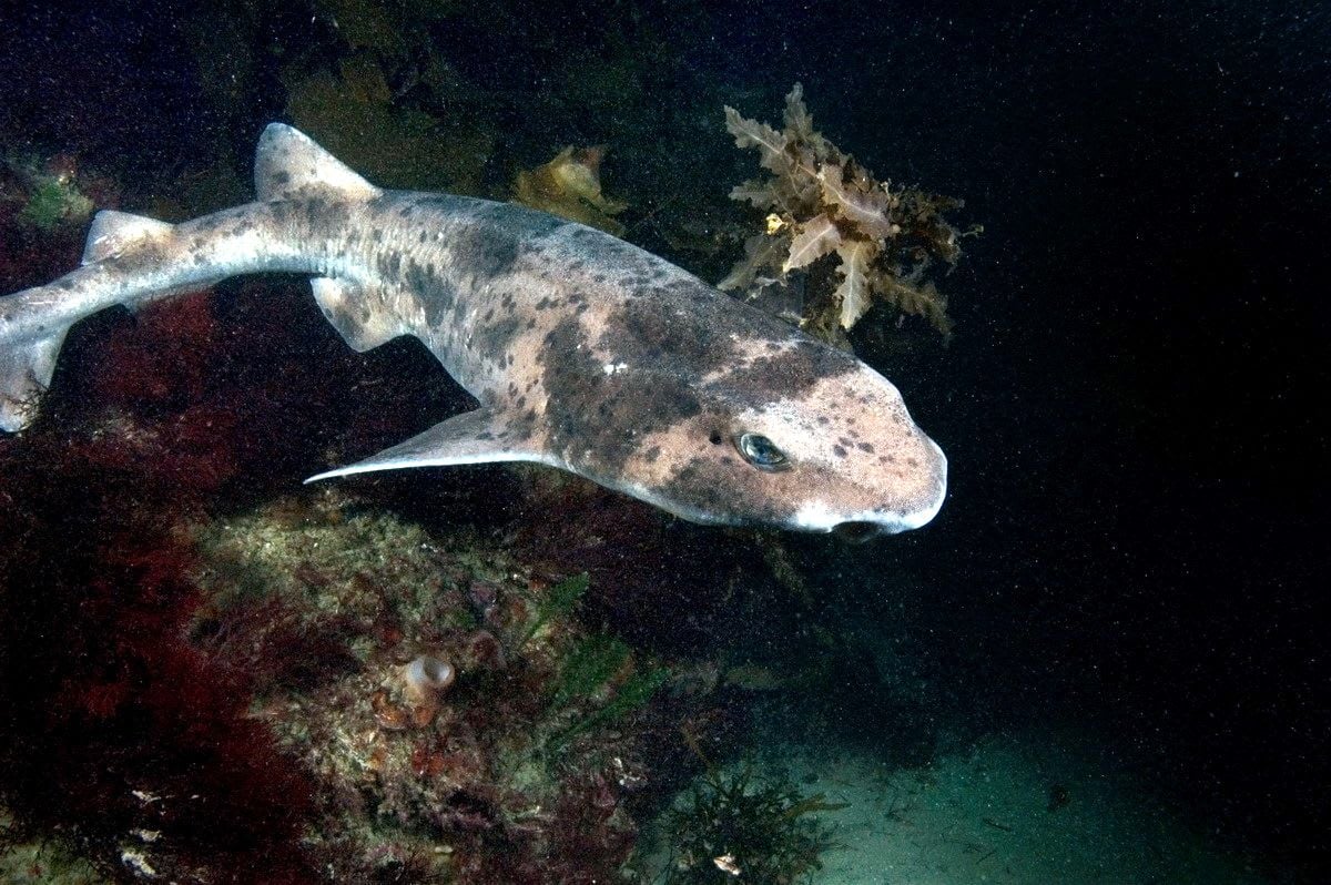 Swell Sharks