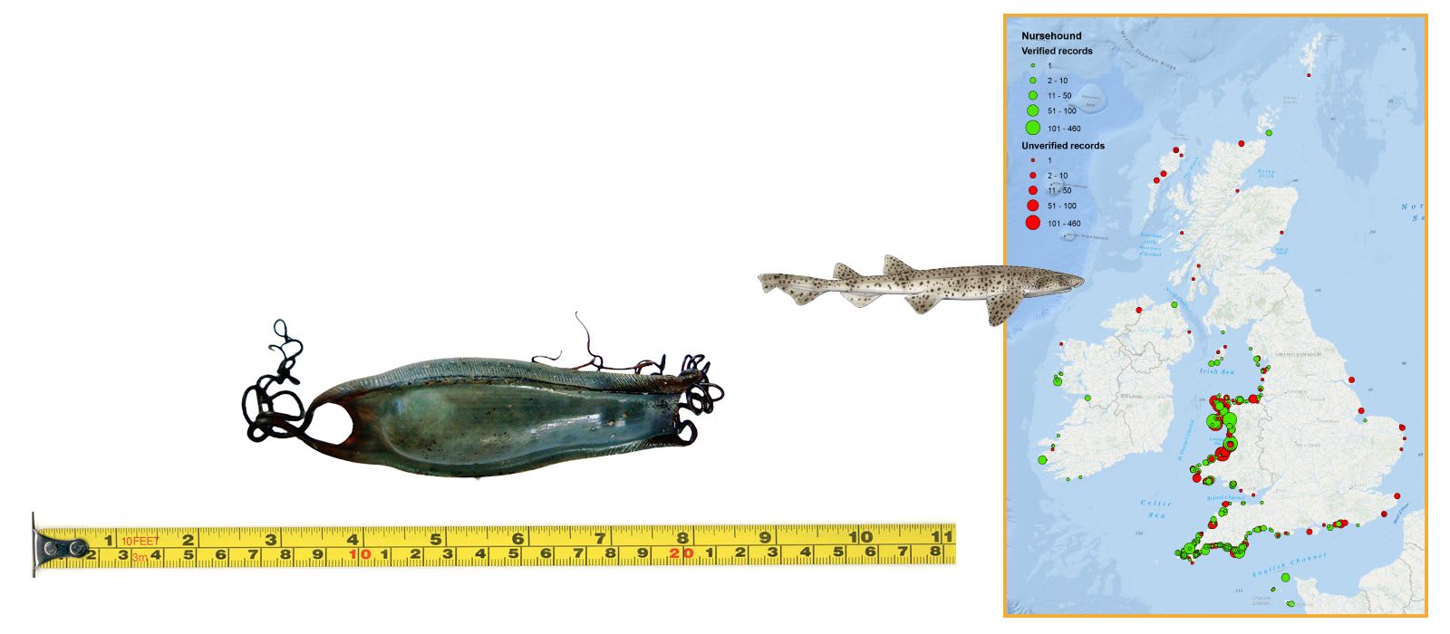 Nursehound Eggcase & Map
