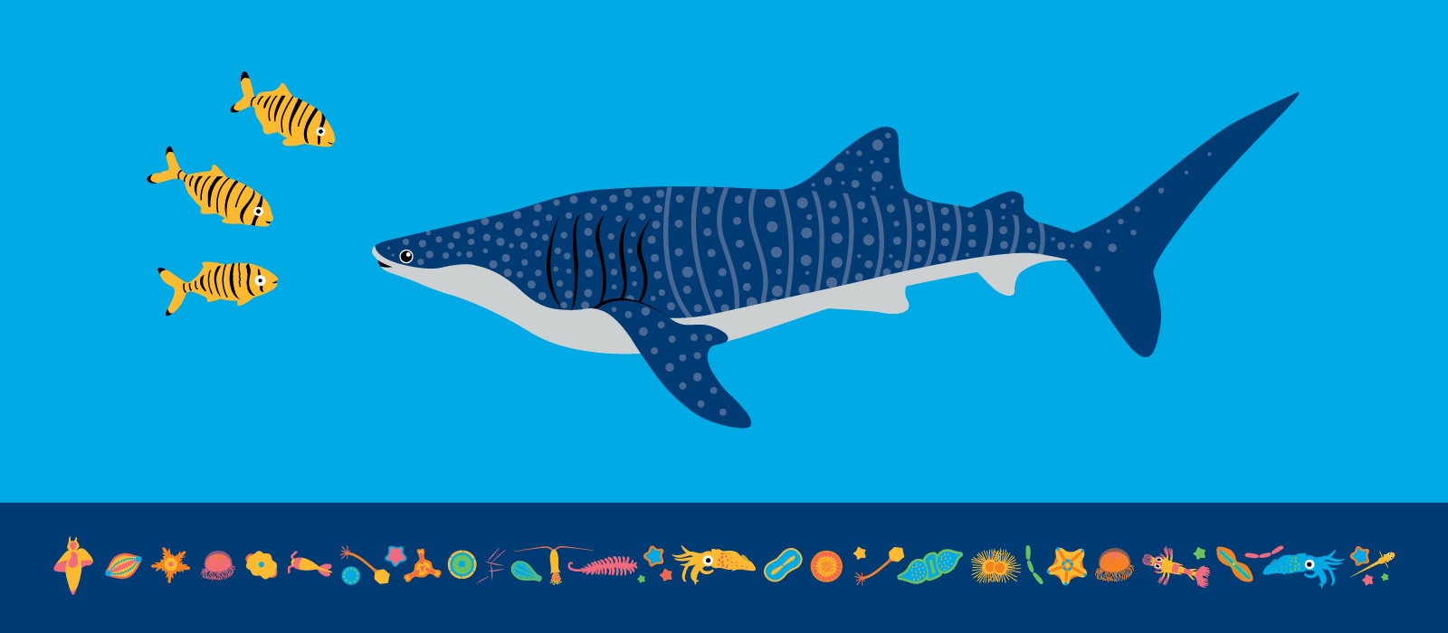 5 Extraordinary Connections Sharks Share with Other Animals