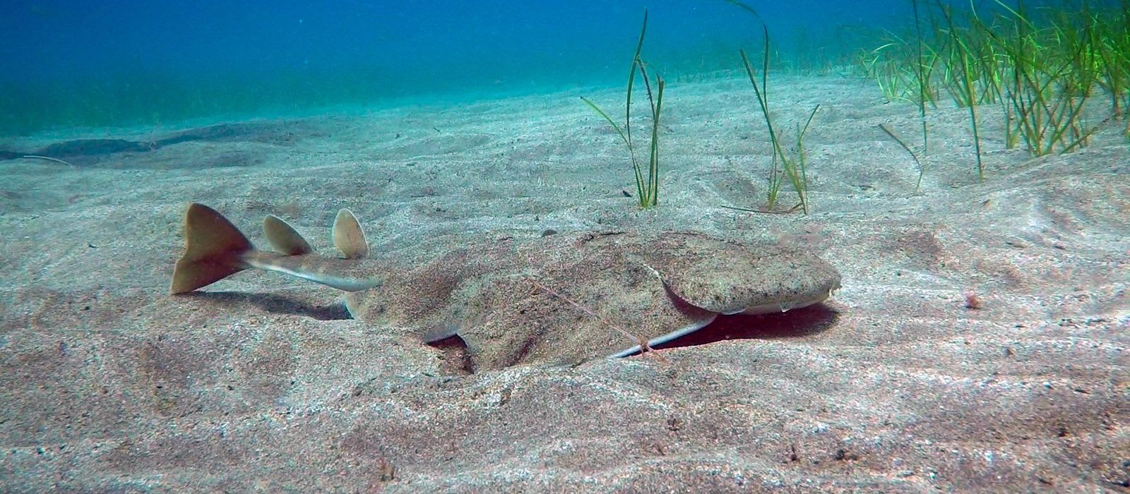 Angel Sharks