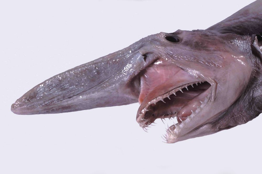 CREATURE FEATURE: GOBLIN SHARK