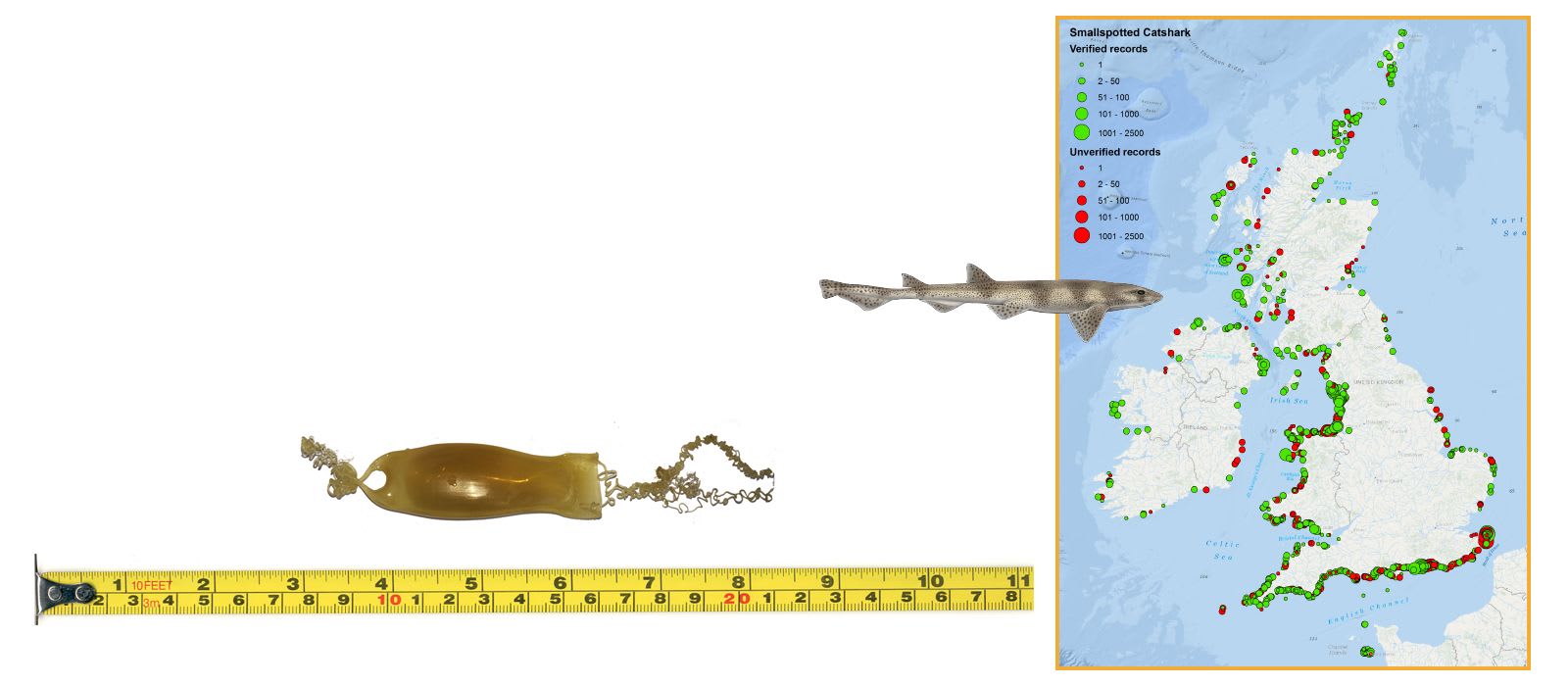 Smallspotted Catshark Eggcase & Map