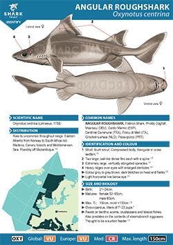Angular Roughshark ID Guide (pdf)