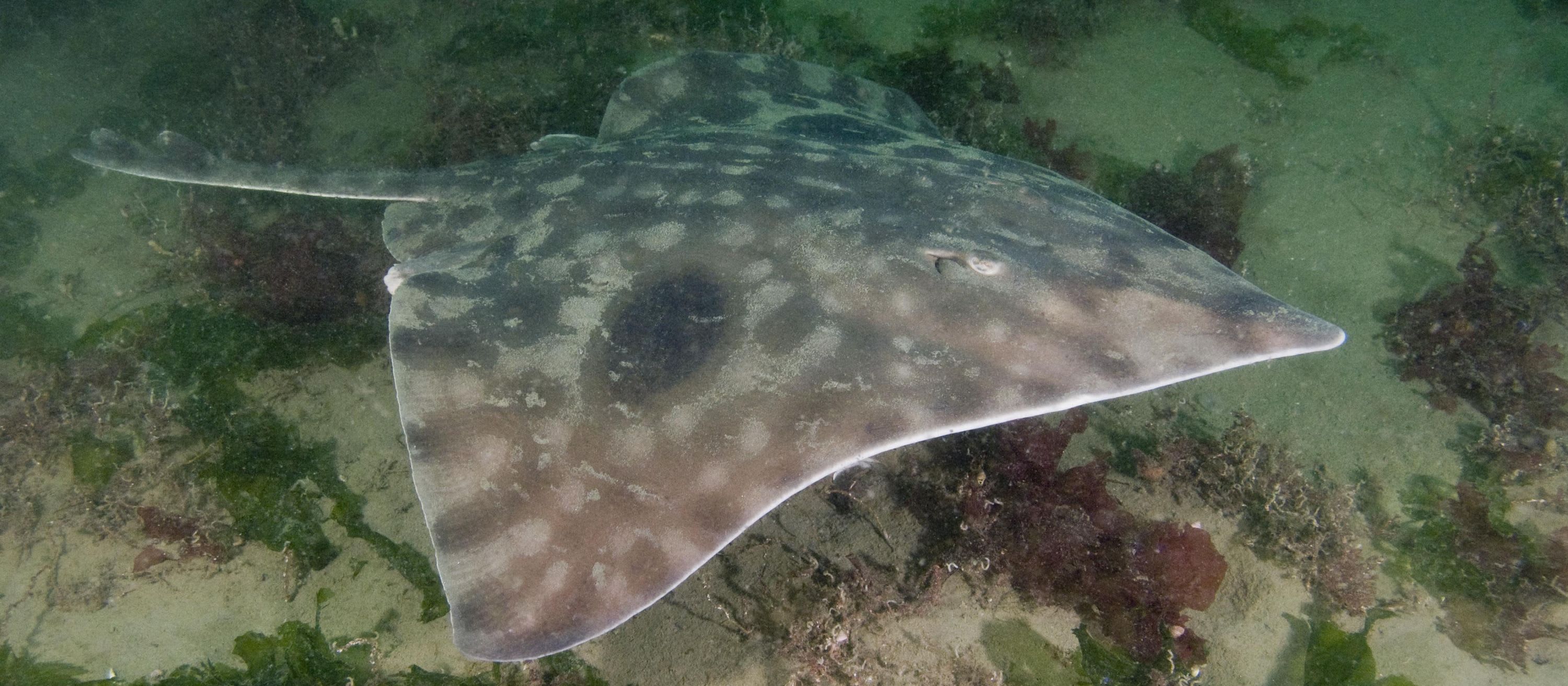 CREATURE FEATURE: BIG SKATE