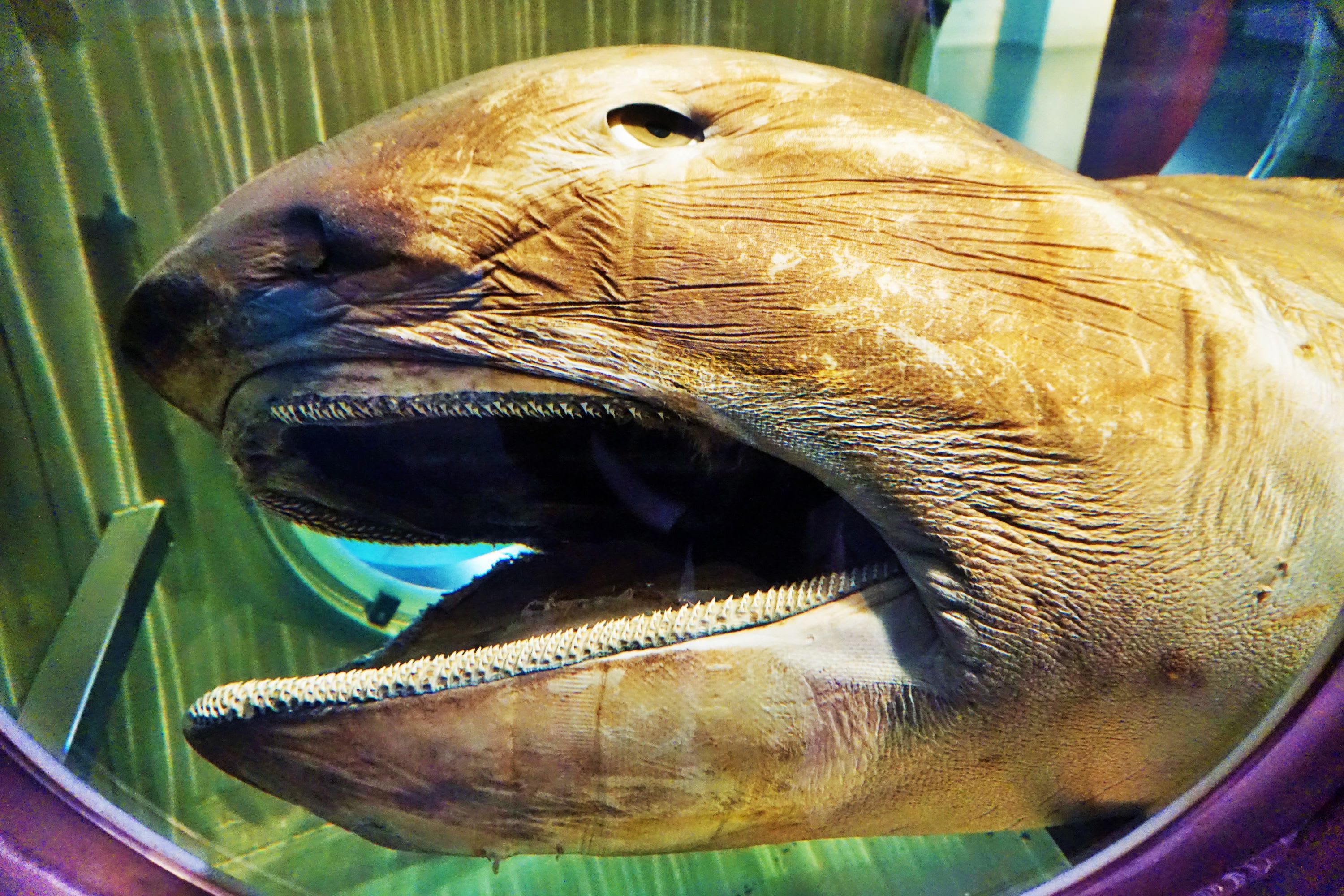 CREATURE FEATURE: MEGAMOUTH SHARK