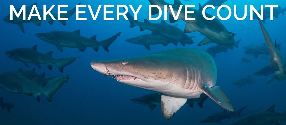 The Great Shark Snapshot
