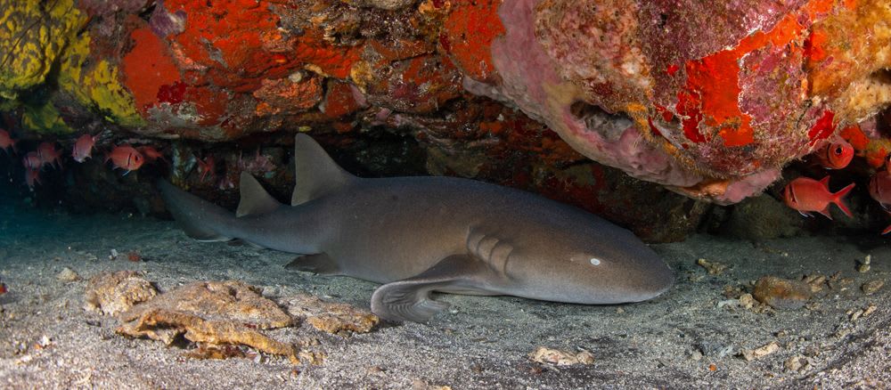 Sleep! Nature's Soft Nurse (Shark)