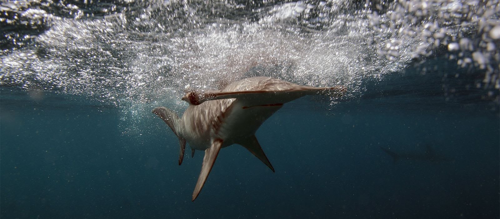 CREATURE FEATURE: Smooth Hammerhead Shark