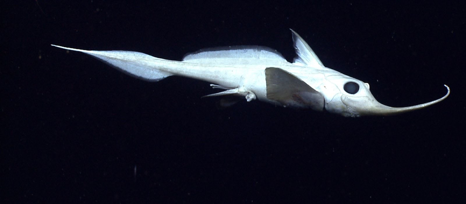 The Blowfish on Chimaera