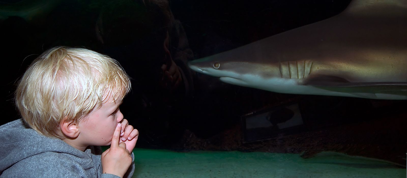 Sharks in Aquariums