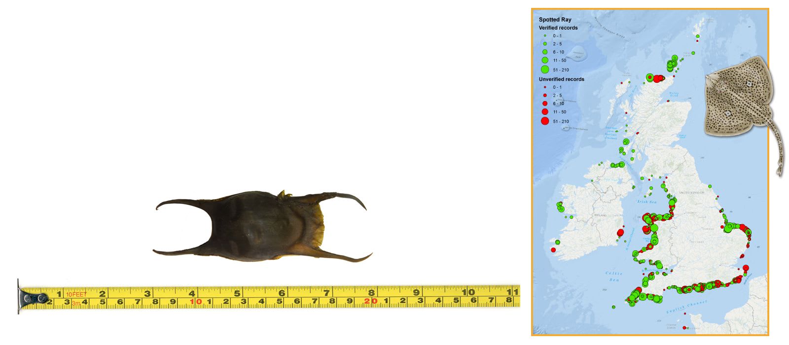 Spotted Ray Eggcase & Map